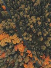 The Rough Man Hunter