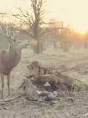 Bones-Eating Marriag