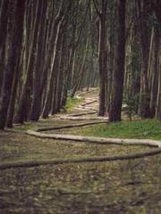 My projections are a