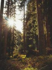 lt;lt;lt;Reborn Soar