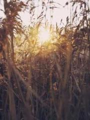 lt;Heavenly Fire Dyn